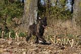 BOUVIER DES ARDENNES 282